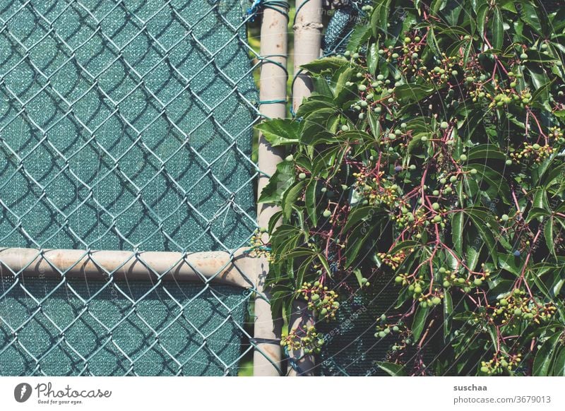 undergrowth on the wire mesh fence bush Garden wax fruit leaves Fence Wire netting fence cordon Screening Border Nature Plant Wire fence Protection Safety