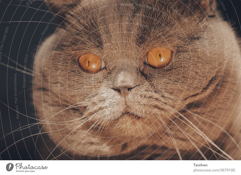 Close up portrait of  Scottisch Cat With Big Orange Eyes. Fat cat face eye lying pet purebred feline fluffy fur gray breed fat animal cute beautiful closeup