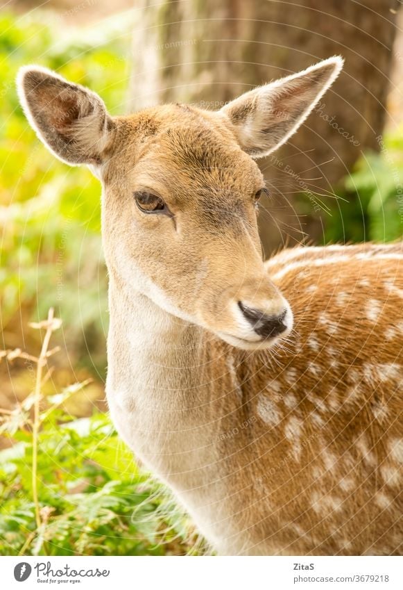 Fallow deer fallow female portrait animal mammal wild wildlife forest nature outdoor park cute closeup head herbivore beauty dama brown roe white spotted