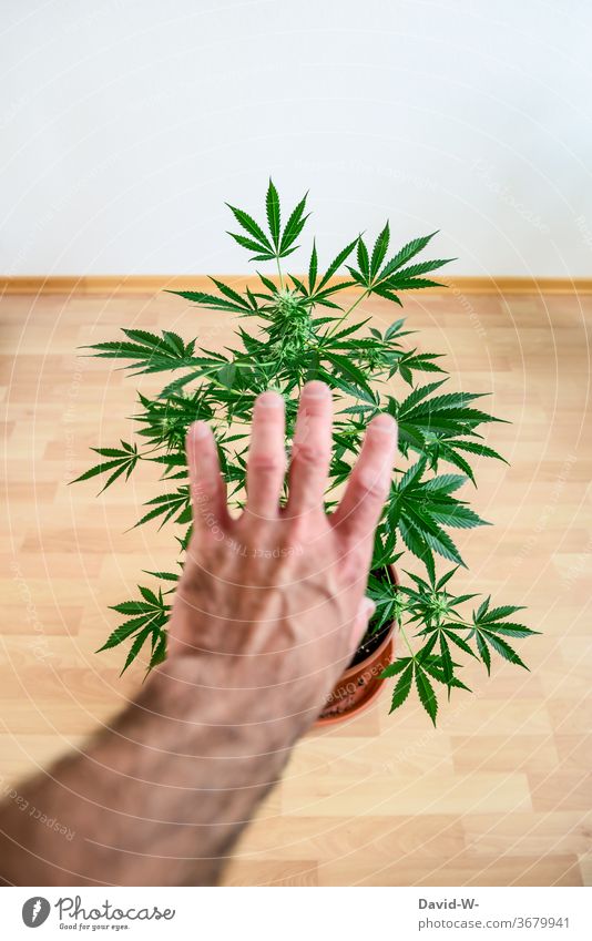 Reaching out for a hemp plant - Addictive behaviour Addiction drugs Hemp Hand Marijuana Consumption addicted Plant Cannabis stretch Dependence