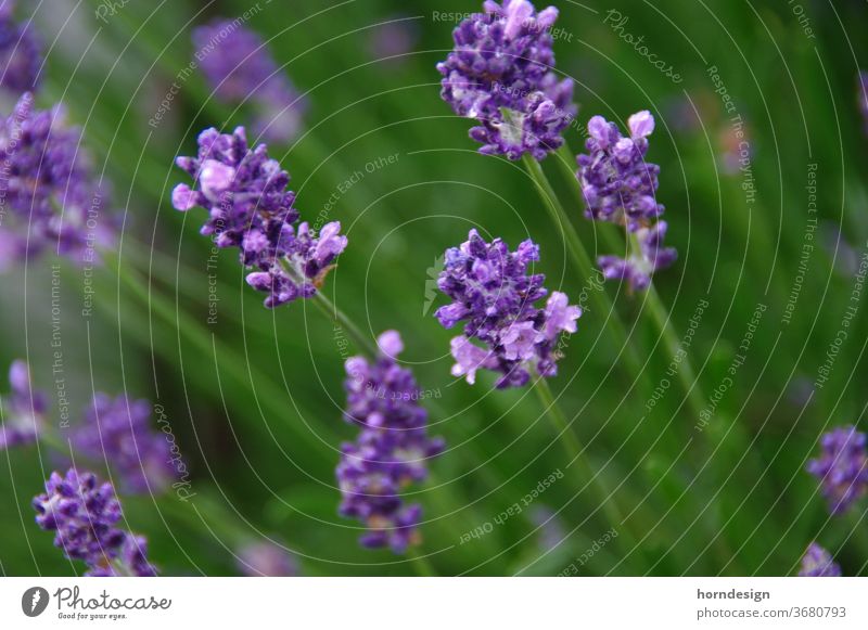 Lavender Blossom bleed purple Nature Plant flowers Violet Blossoming Fragrance Summer Close-up Macro (Extreme close-up) Medicinal plant Shallow depth of field