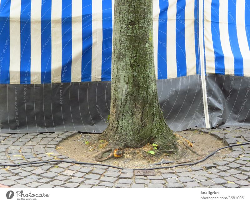 Behind the market stall Tree trunk Habitat Gloomy Town tree Exterior shot Cable power cable Paving stone Tree section Sun blind Blue White Striped Market stall
