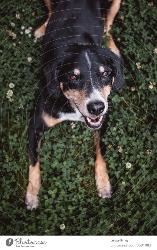 Appenzell Mountain Dog in clover Clover bleed Animal Pet Sweet dear Looking into the camera Copy Space bottom portrait Animal portrait fortunate without leash