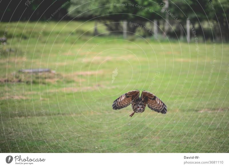 Owl in approach owl flies Flying Low-flying plane flight air traffic Airfield Animal birds Grand piano Floating Owl birds Owls great already out green