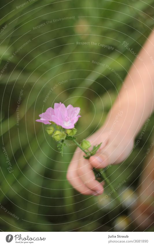 Child's hand holding a flower in his hand on a meadow bleed Pink Meadow Flower meadow green Grass by hand Children`s hand stop Warmest congratulations Good luck