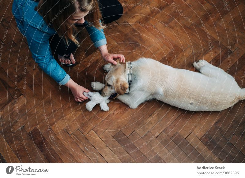 Woman playing with dog at home woman toy pull pet owner parquet fun female activity labrador retriever young floor together animal friend domestic canine