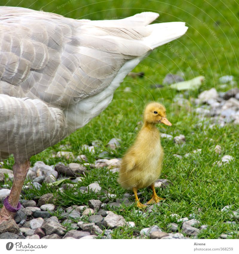 AST6 Inn Valley | Under Mommy's wing Animal Pet Farm animal Bird Wing Goose Chick Gosling 1 2 Baby animal Animal family Small Cute Yellow Green White Trust