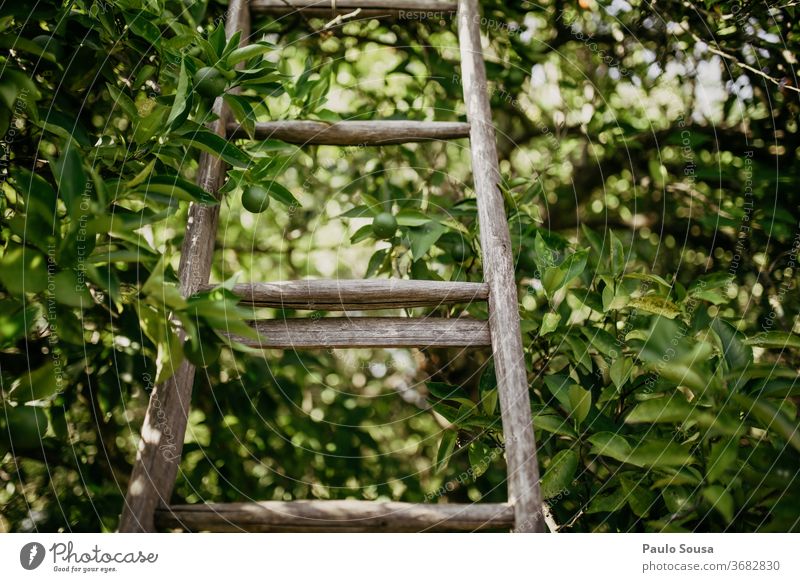 Wooden ladder on the tree wooden Ladder Tree Copy Space Light Day Colour photo Deserted Exterior shot Stairs Go up citrus Fruit trees Farm Subdued colour Agricu