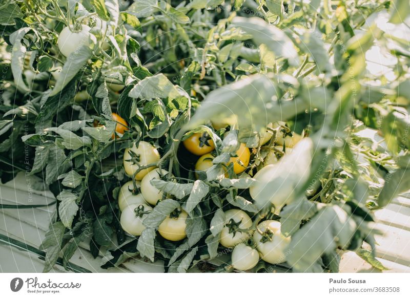 Tomato plant with fruits tomatoes Tomato plantation tomato plant Organic produce Organic farming Agriculture Agricultural crop Deserted Garden Exterior shot