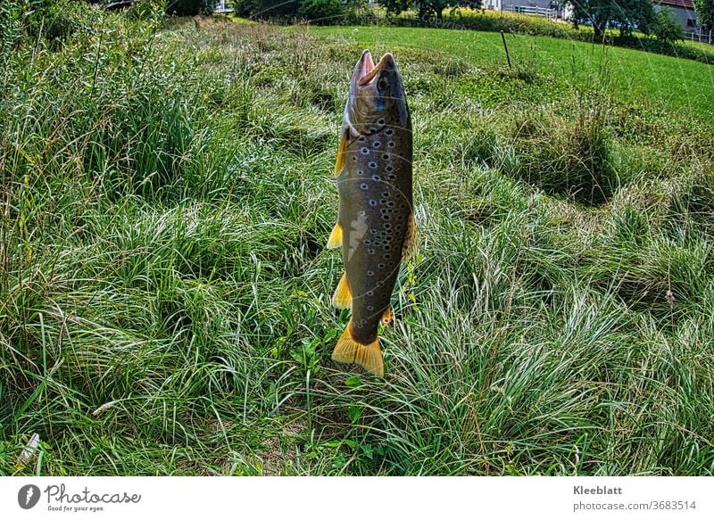 Brown trout on the hook Brown trout, Checkmark Trout Fish Fishing (Angle) Animal Fishery Sports Nutrition Catch Fresh Day Leisure and hobbies Food Exterior shot