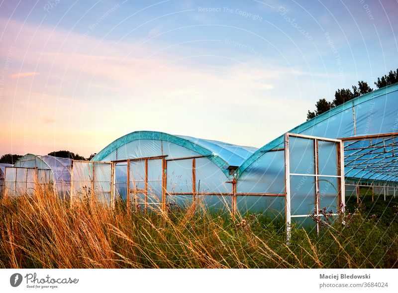 Row of greenhouses at purple sunset. agriculture sunrise production rural nature light horticulture vegetable sky industry growing gardening farming exterior