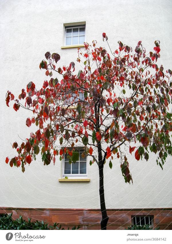 tree red-green Deciduous tree flaked Red Colour Facade White Window Autumn already