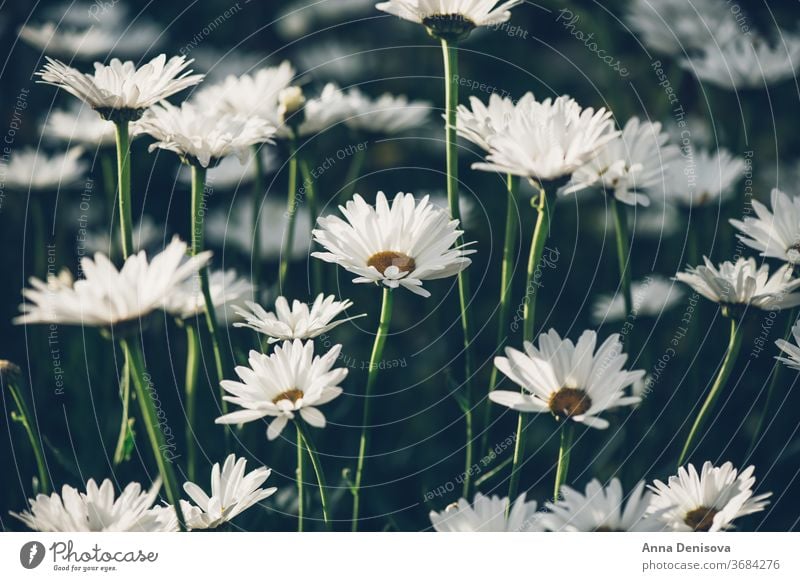White camomiles daisy flowers chamomile garden fresh closeup background plant blossom nature white floral outdoor green herbal landscapes meadow