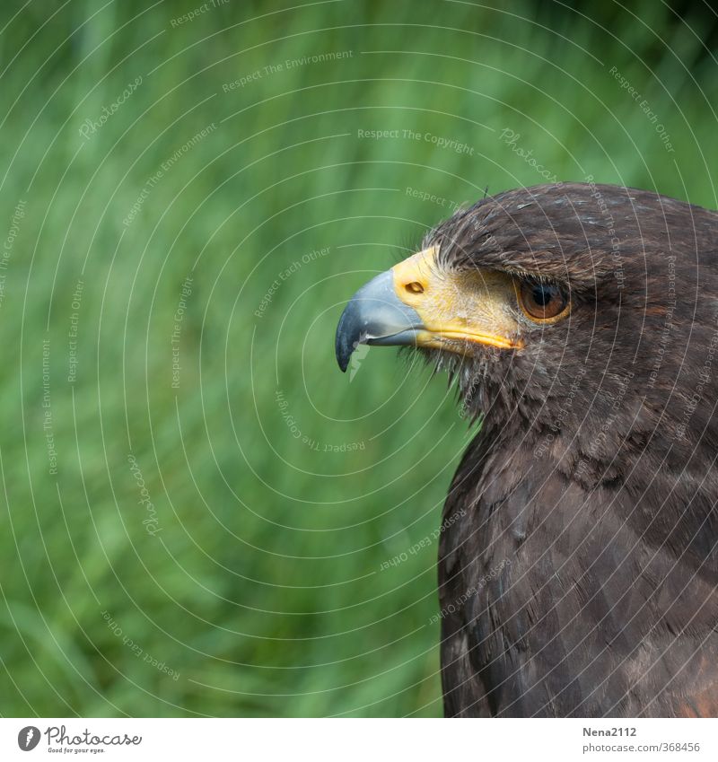 must be yes. Environment Nature Bird Animal face 1 Observe Looking Wait Aggression Esthetic Brown Love of animals Patient Bird of prey Beak Eyes Feather Hawk