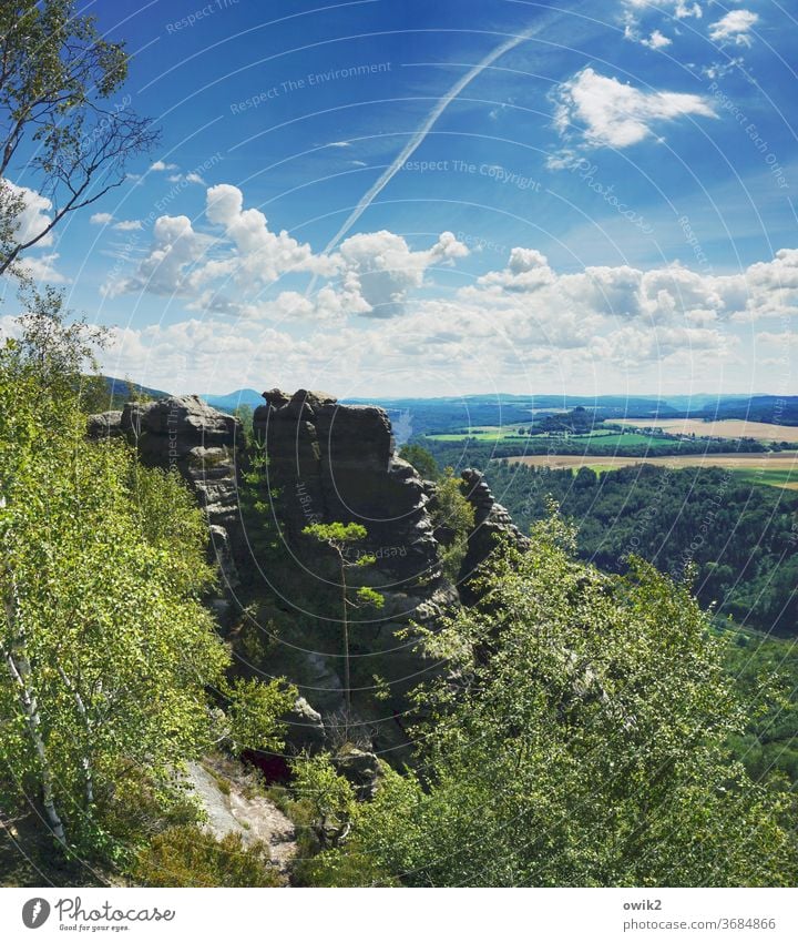 scratchstones Elbsandstone mountains Environment Tourism Spring Colour photo Exterior shot Deserted Vacation & Travel Day Sandstone Nature Idyll Tree