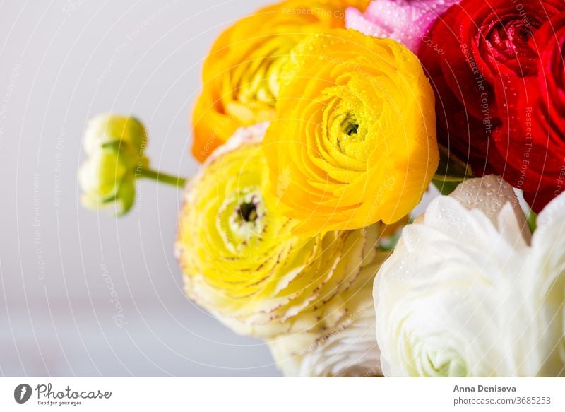 Ranunculus Buttercup Flowers of different colours ranunculus bouquet buttercup flowers pink spring day bunch mothers text blossom nature macro birthday bloom
