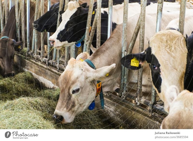 Cows in the barn during feeding Calf chill Animal Exterior shot Farm animal Brown Day Cattle horns Pelt Animal portrait Grass Nature Looking into the camera