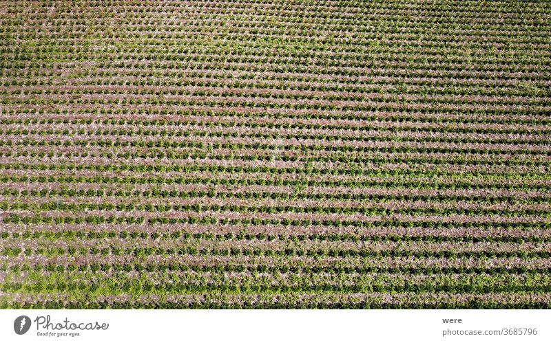 Fields with vegetable plants from above Area flight aerial view bird's eye view cook cook vegetarian cooking copy space drone flight end of season farmer