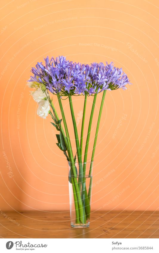 Blue agapanthus bouquet in vase on orange lily nile blue flower design fashion mother minimal floral background purple home transparent decor cantaloupe bright