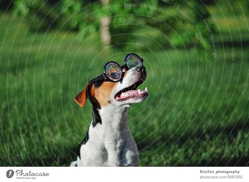 Dog in round reading glasses with open mouth dog summer playful action active activity adorable adult agility animal april fools day bespectacled cute doggy