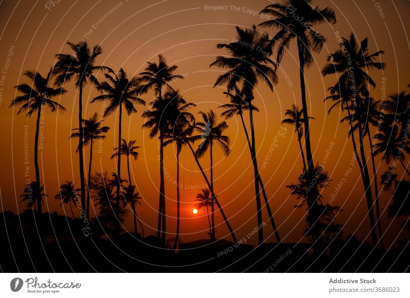 Sun shining through palm trees in sunset silhouette landscape nature colorful sundown tropical skyline calm evening india dusk twilight tranquil peaceful serene