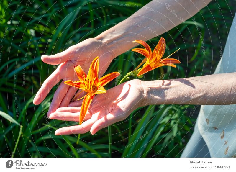 Woman hands holding an orange lilium flower aroma beautiful beauty body parts botany care closeup concepl copy space copyspace day delicate detail female