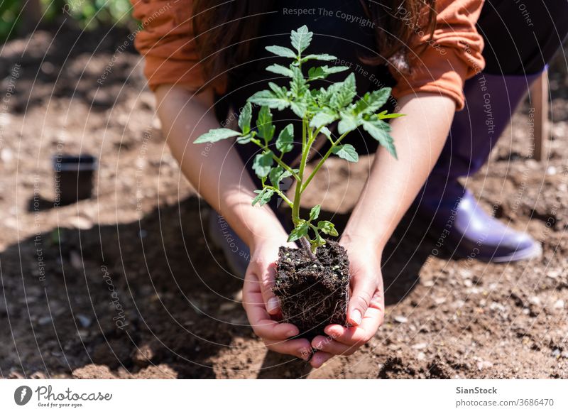 Woman planting young tomatoes plant at the garden. growth earth dirt nature sprout green hand farming spring hands agriculture soil gardening closeup seedling