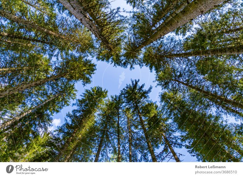 look up to the sky in a forest abstract austria autumn background beauty Black Forest blue branch clouds conifers conservation day ecology environment fir