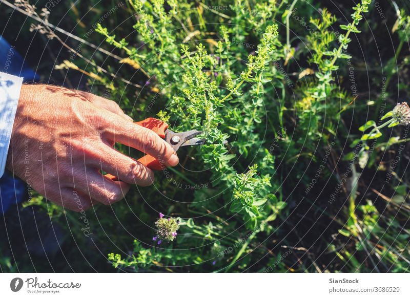 Man is cutting wild oregano in the mountain fresh man male hands scissors organic food garden nature green healthy natural plant leaf herb bouquet harvest field