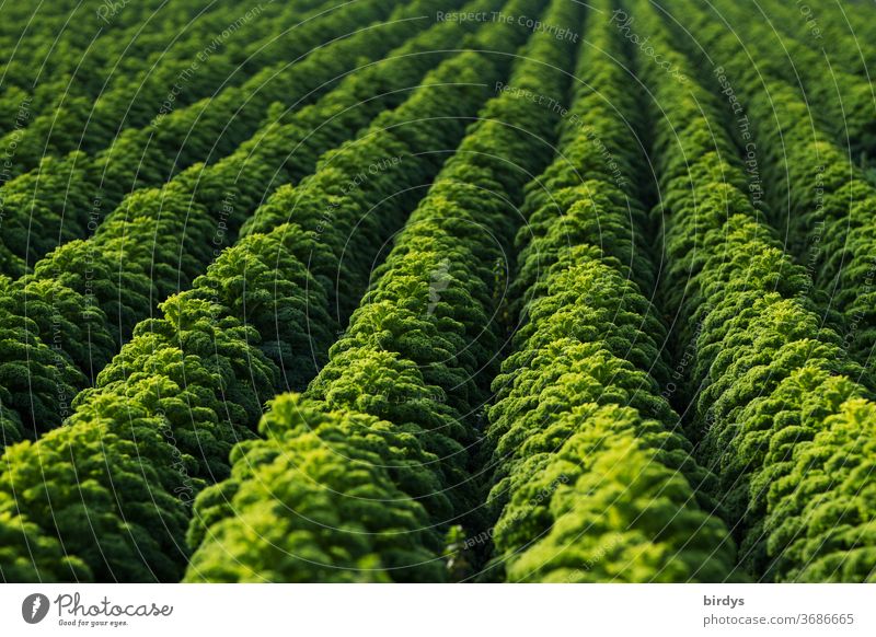 One kale field, rows of ripe kale, filling the format Kale Vegetable Kale field Agriculture Cabbage vegetable gardening regional products Fresh Healthy Eating