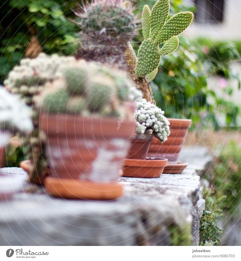 Cacti in terracotta pots on stone wall Cactus cacti Flowerpot dry stone wall Moss Cactus fig okker green Gray exotic plants Exotic fond of Pot plant