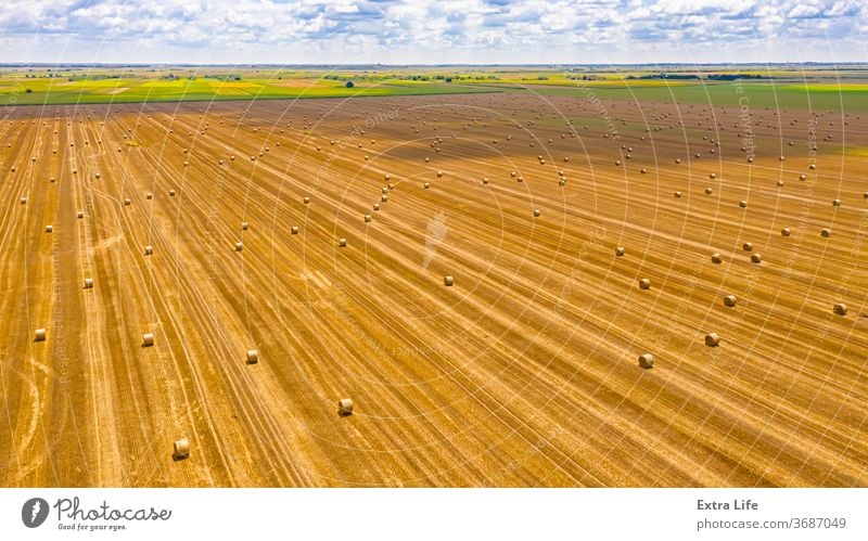 Aerial view of lined, round bales of straw on the agricultural field Above Across Agricultural Agriculture Bale Cereal Countryside Crop Drone Dry Farm Farming