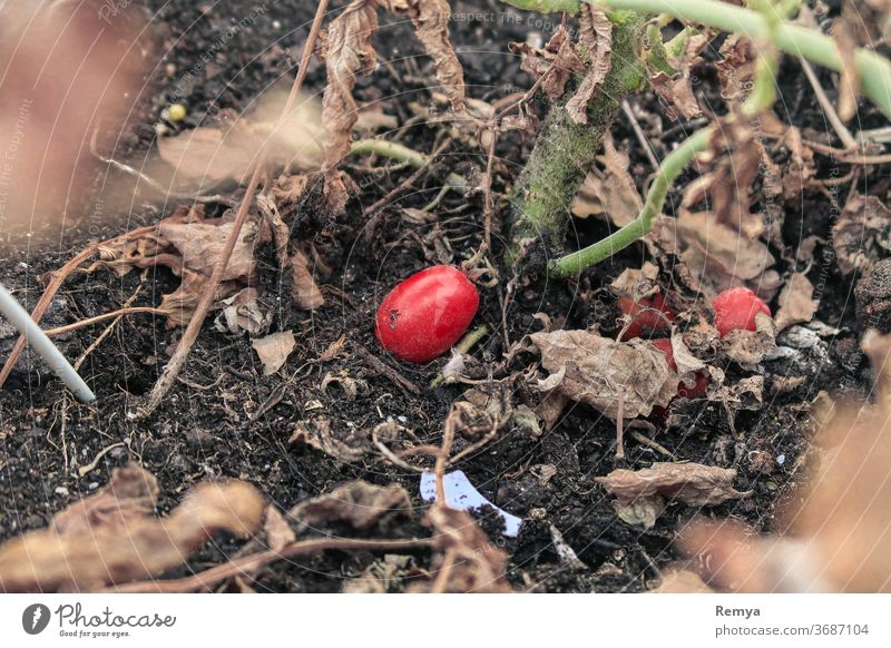 Cherry tomato on the ground. gardening plants cherry tomato colorful vegetables outdoor nature mud soil red