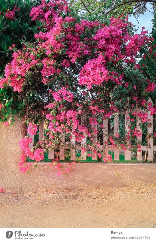 Pink Bougainvillea branch over a white fence, on a sunny day. flowers garden gardening Green greenery outdoor Sunlight Nature Fence