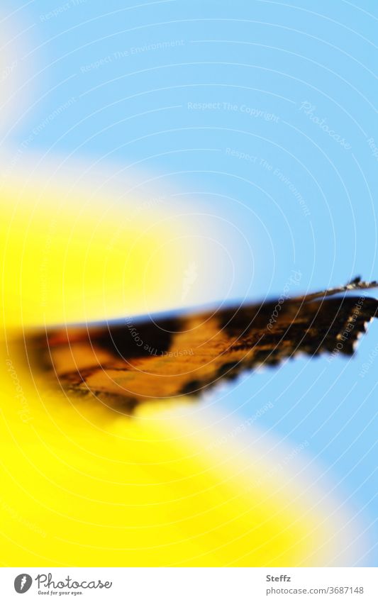 inclined wing Butterfly butterflies Abstract differently Grand piano abstraction Blue sky golden october butterfly wings one-time blurred Uniqueness Easy
