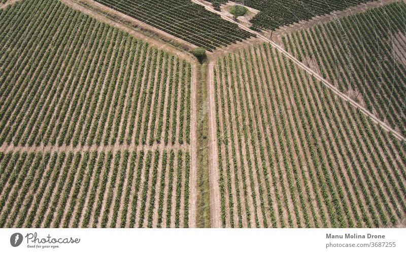 Aerial Image of a Penedes Vineyard in Barcelona vineyard penedes wine grapes land catalunya spain green brown blue harvest marketing agricultural agriculture