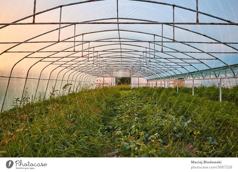 An old greenhouse interior at sunset. horticulture nature agriculture industry plant vegetable organic plastic sunrise inside crop cultivation rural growth farm