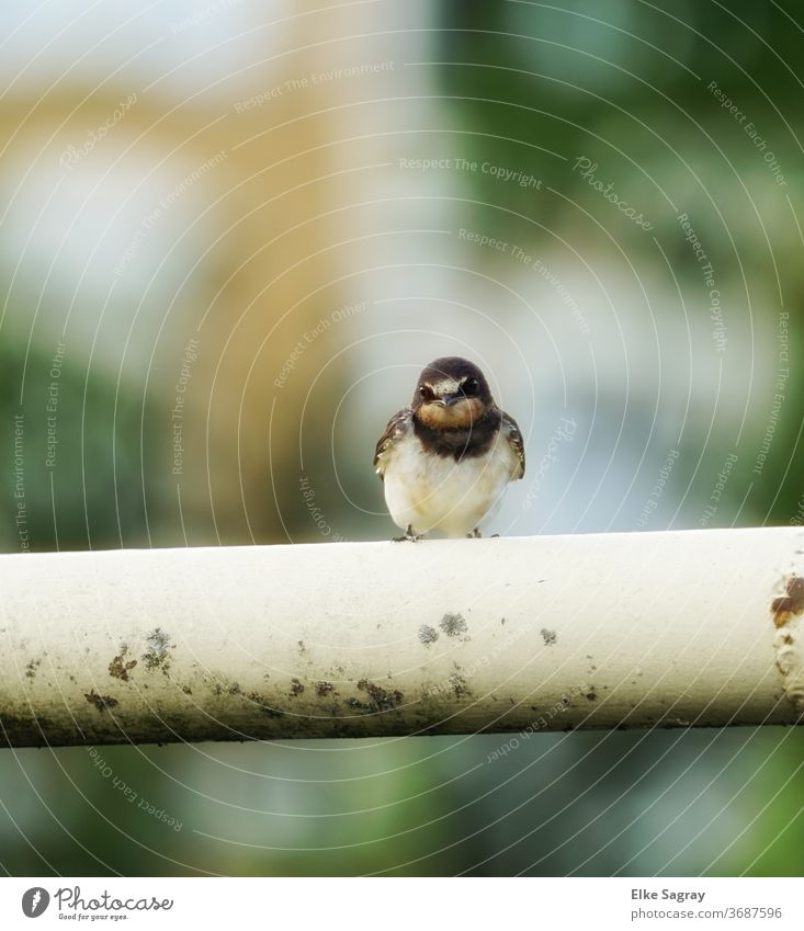 Bird Photography- Swallows young bird birds Animal Animal portrait Colour photo Deserted Sit