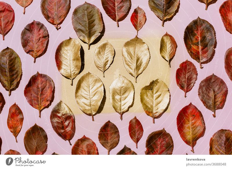Red autumn aronia leaves arranged on pastel pink background fall foliage bright red leaf golden seasonal knolling Aronia arrangement botanical top view
