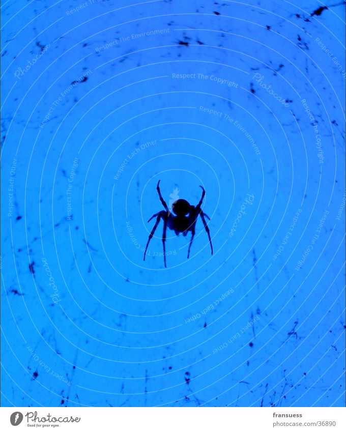 here comes a spider Spider Transport Blue Blue background Reduce