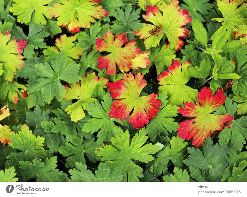 early autumn Plant Garden Deserted Nature Perspective Inspiration natural Summer green Red Geranium flaked Company fellowship Ground cover plant