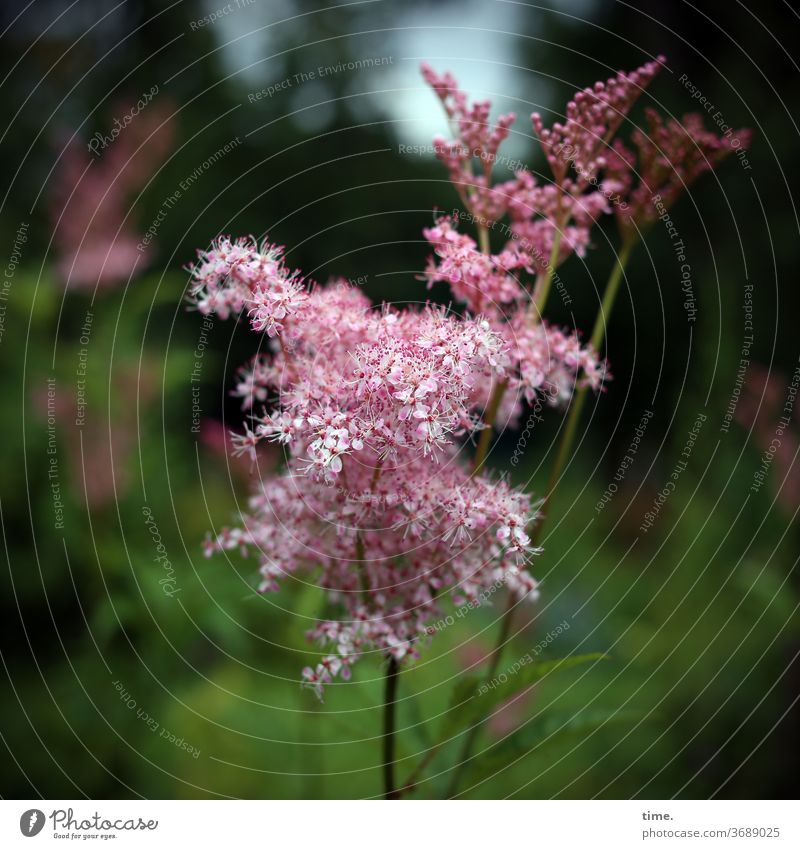 Angelfart* Plant Delicate Pink Garden Airy Easy angelica Deep depth of field Blur Deserted Nature Perspective Ease Inspiration Elegant Life Warmth natural Near