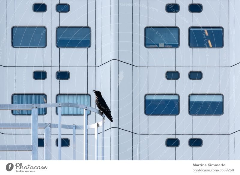 Bird Crow in front of modern architecture Architecture Animal Icon Hospital Modern raven raben Black symbol birds