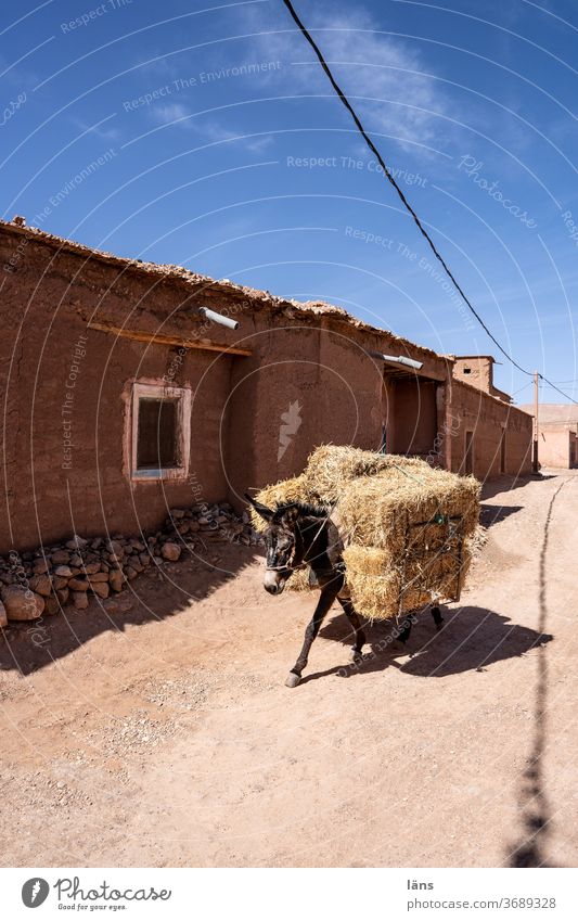 Transportation of goods with a donkey Donkey Morocco Bale of straw Straw Hay bale Harvest Agriculture Animal Street logistics transport of goods Exterior shot