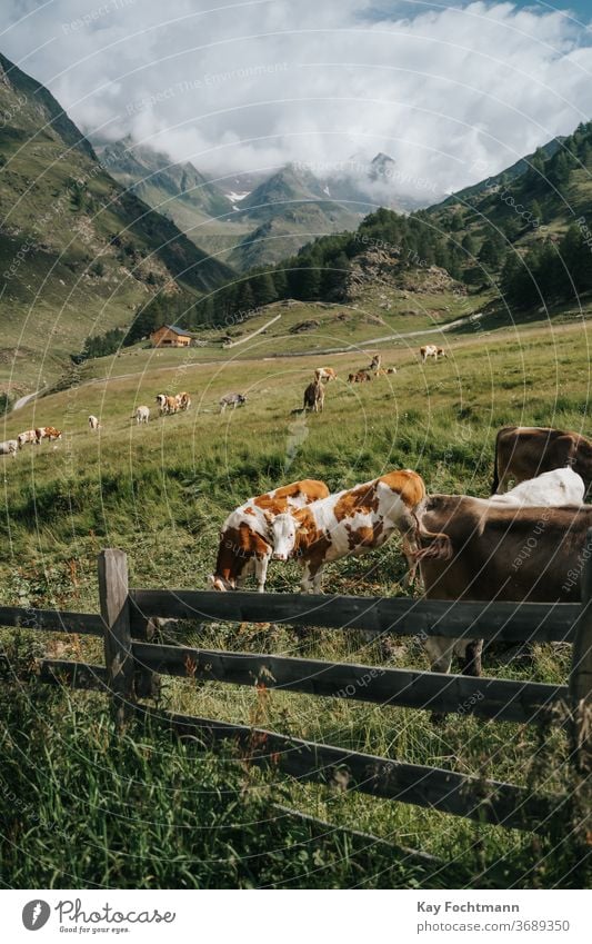 Herd of cows resting on farmland surrounded by the Dolomite mountains agricultural agriculture alpine alps animal calmness cattle country countryside dairy