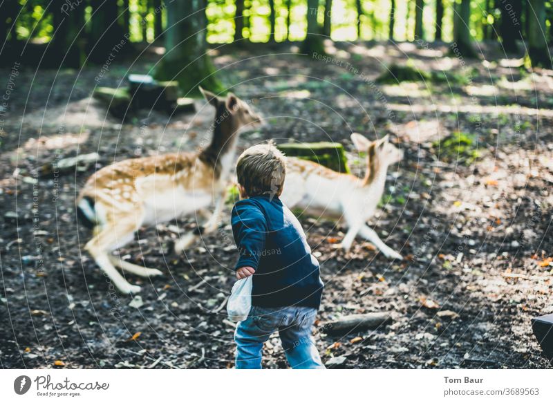 Boy feeds deer which flee Boy (child) Child Deer Roe deer Fawn Feeding Forest align Scaredy-cat muck about Adventure Clearing reindeer buck