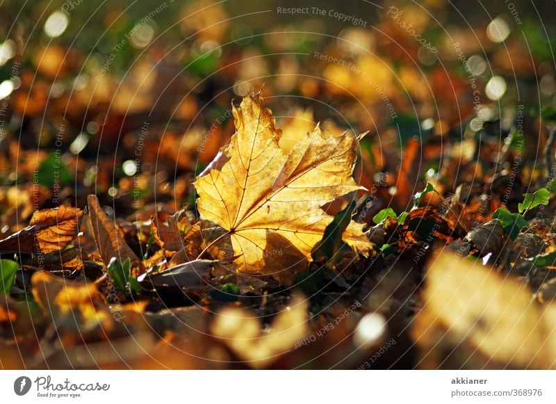 Autumn Environment Nature Plant Leaf Park Bright Near Natural Warmth Brown Colour photo Subdued colour Multicoloured Exterior shot Close-up Deserted Day Light
