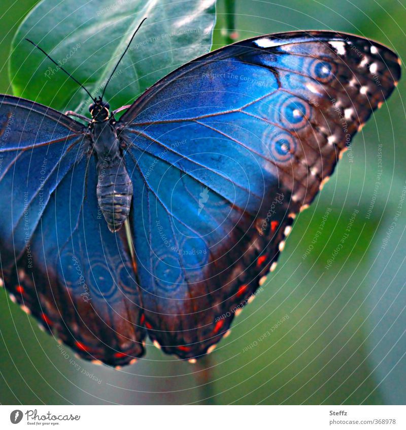 Blue Morphof age conspicuous Eye-catcher Wing pattern spread wings Miracle of Nature natural symmetry eye stains extended wings extend wings natural pattern