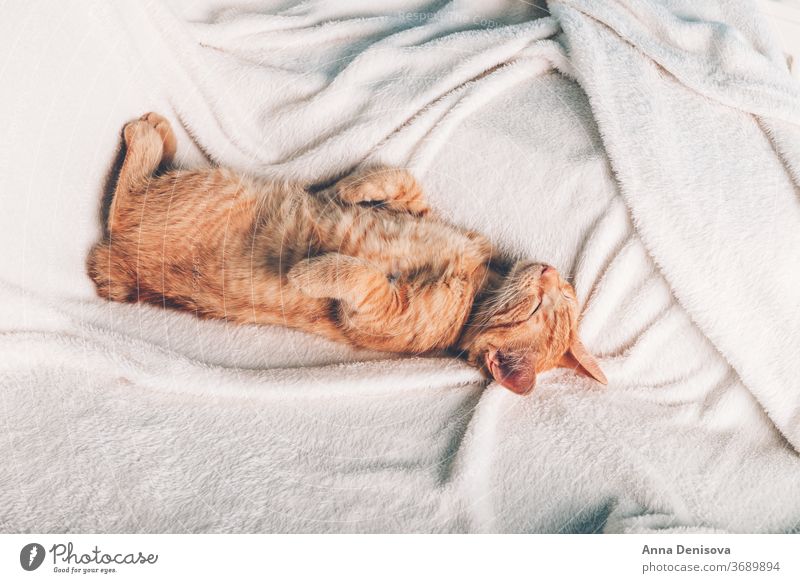 Cute ginger kitten sleeps cute cat relax on back blanket pet baby home cozy comfort resting fluffy sleeping kitty adorable child little animal warm comfortable