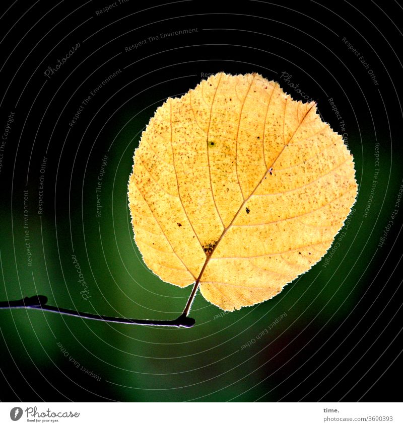 Autumn ahead (8) flaked Intersection Transformation Limp wither Individual Branch Illuminate Pattern structure Yellow green